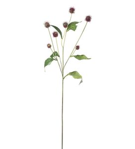 Hovedbilde Mr Plant Tistel