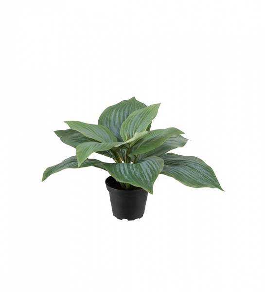 Mr Plant Hosta