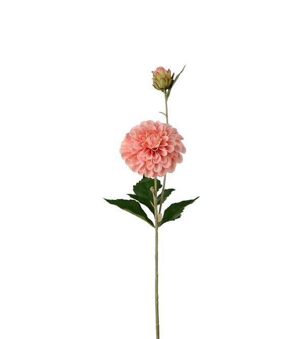 Hovedbilde Mr Plant Dahlia Aprikos