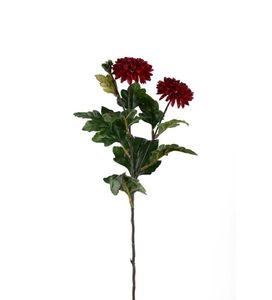 Hovedbilde Mr Plant Chrysanthemum Burgunder