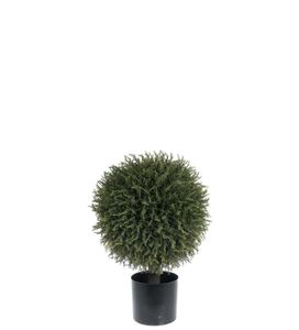 Hovedbilde Mr Plant Einerbusk 55 cm